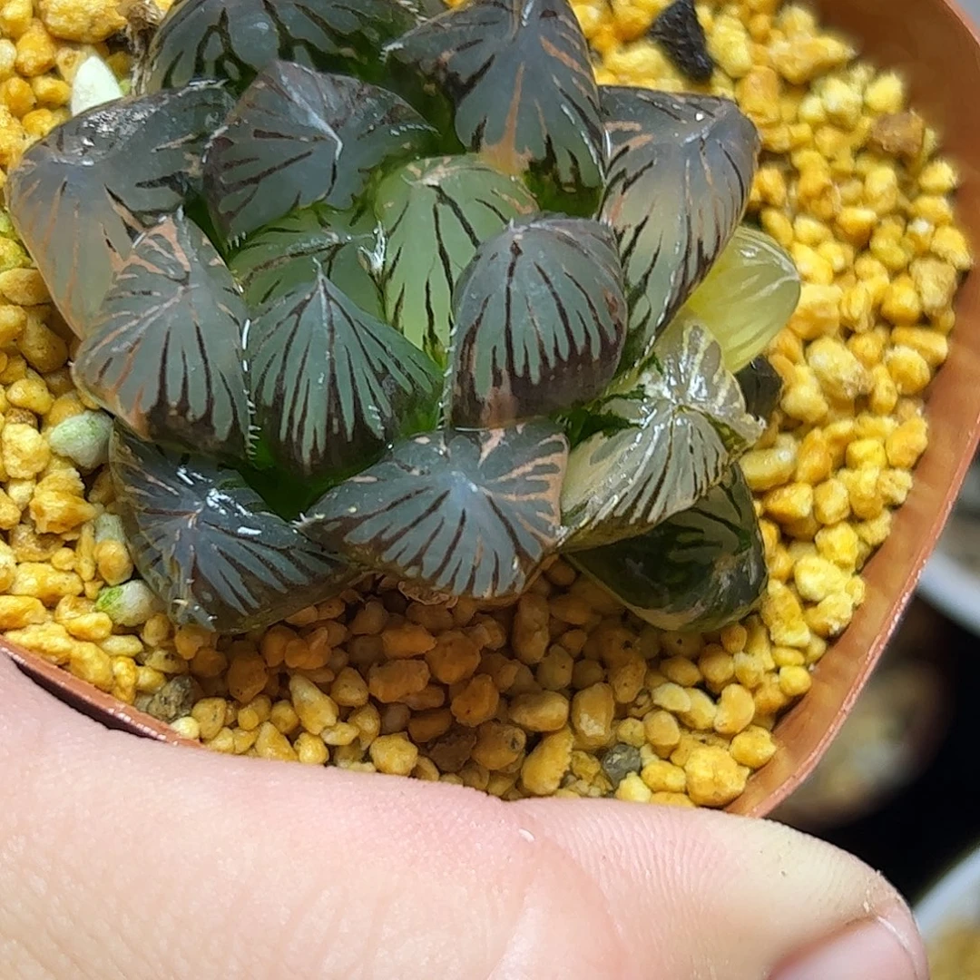 龙爪锦十二卷十二