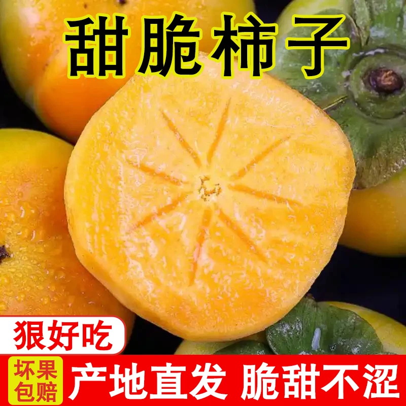 正宗巧克力脆柿子广西新鲜水果脆皮硬柿子特大号秋甜柿冰糖心当季