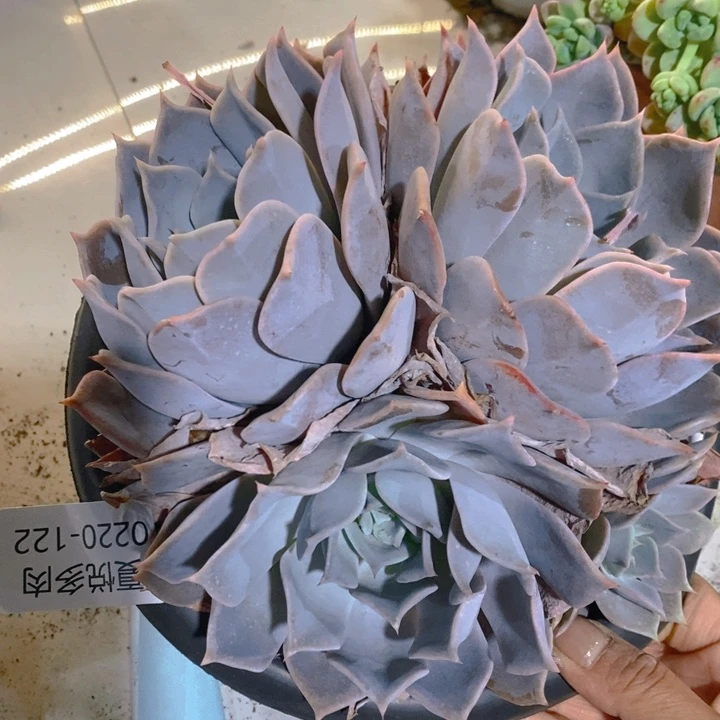 夏悦多肉 0220-122路西哪