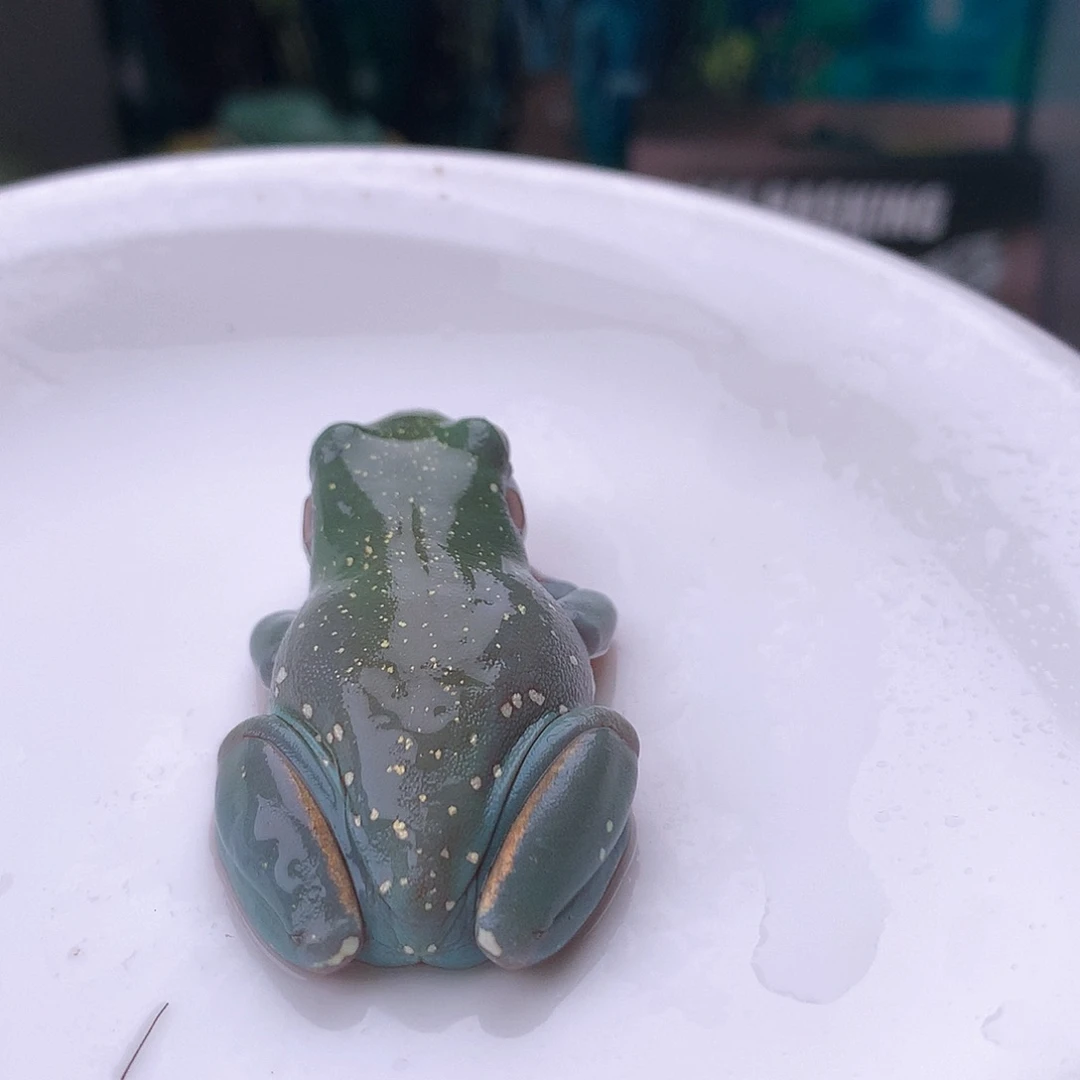 老爷树蛙9号精品超蓝天花板金色满天星！大金腿！强推