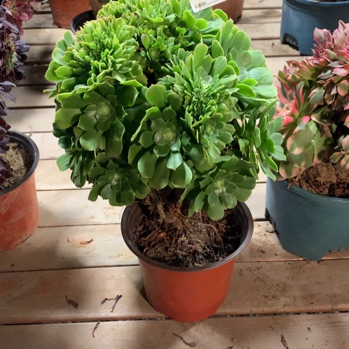 韶***华681绿羊绒缀多肉法师