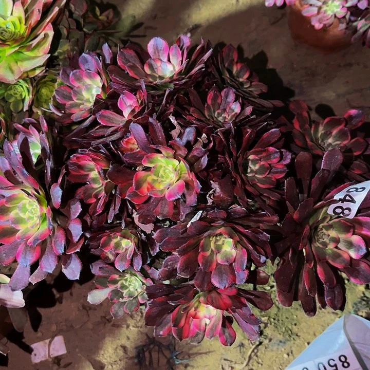 848烟花多肉植物处理不售后