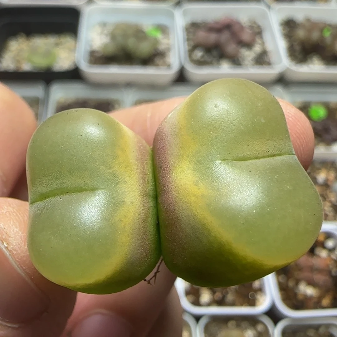 双头漂亮多肉植物417
