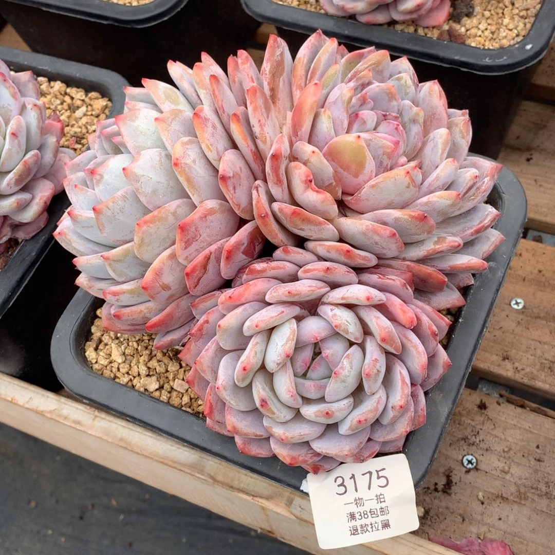 19厘米三头有砍橙梦露3175