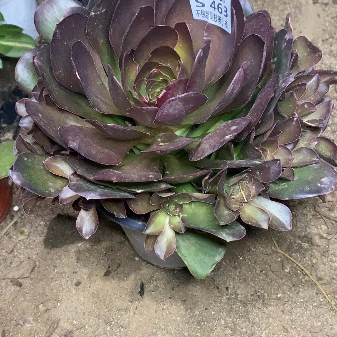 463魅金玫瑰多肉法师锦