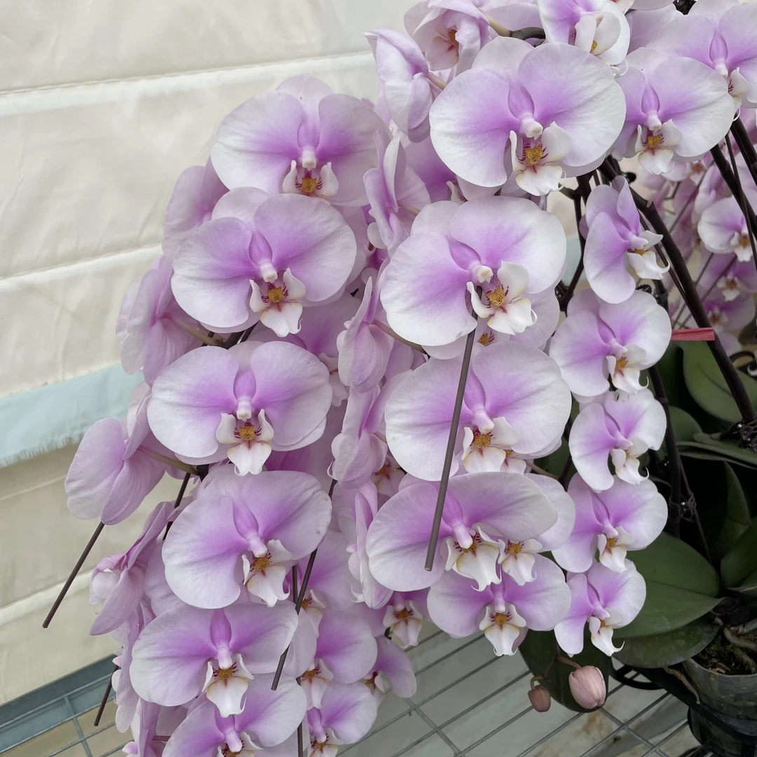 【秀新兰业】蝴蝶兰【大梅花】3.5寸花后苗 全花发货花无售后介意勿拍