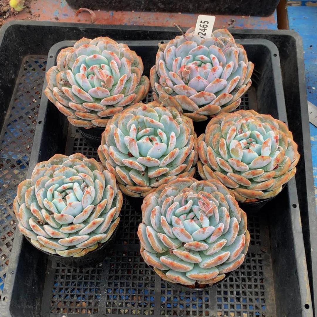 72465六个嗯嗯嗯嗯嗯嗯嗯好喜欢