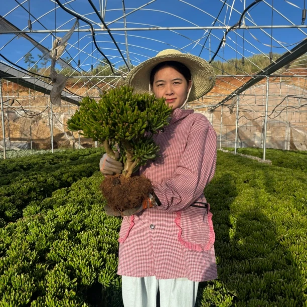 地栽吸财树冠幅30公分