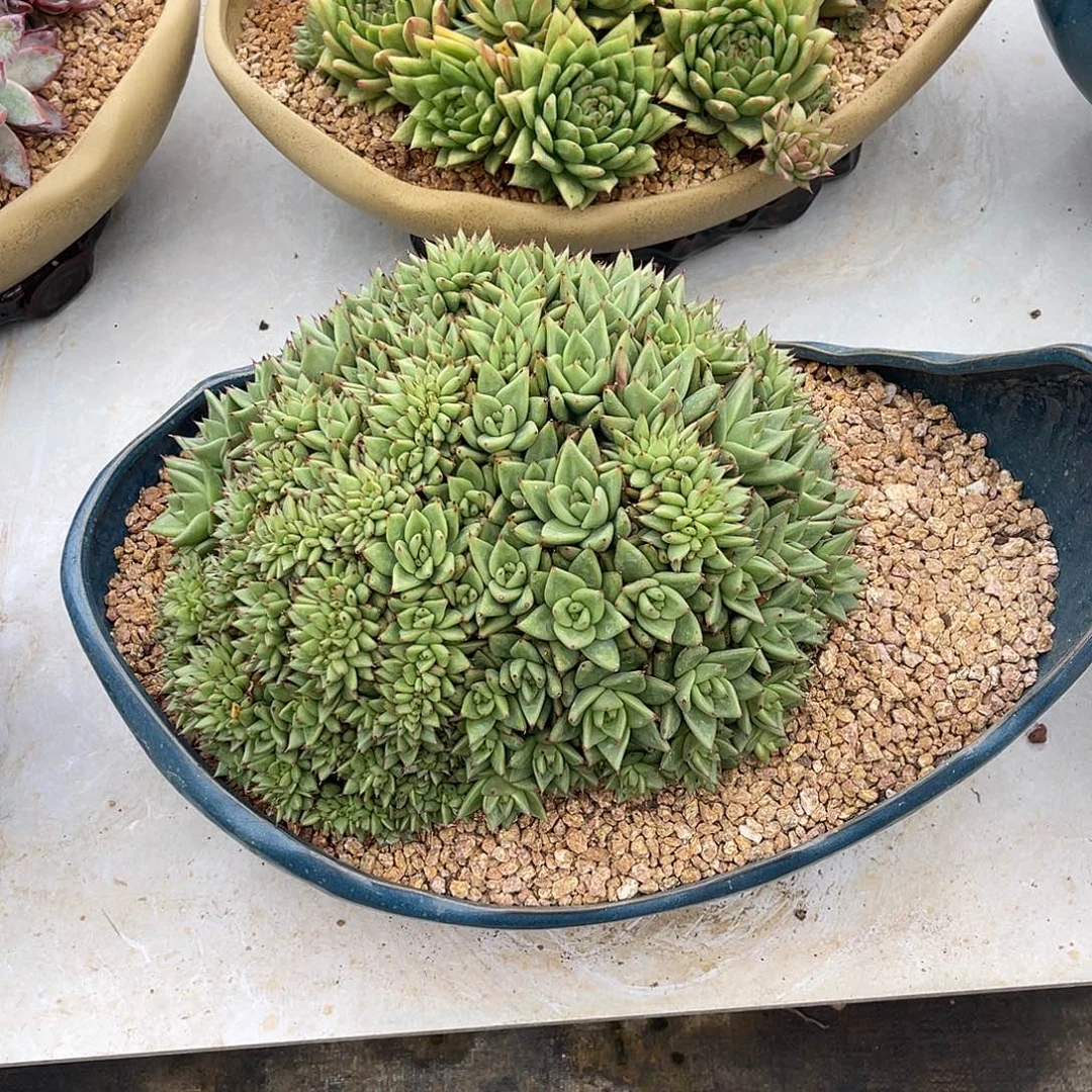 缀化整桩带盆发货