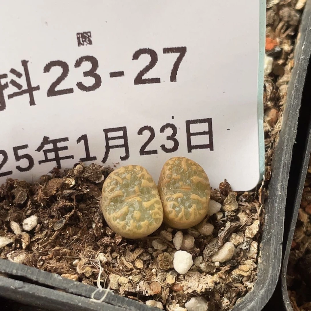 23-27泡泡勋章肉锥