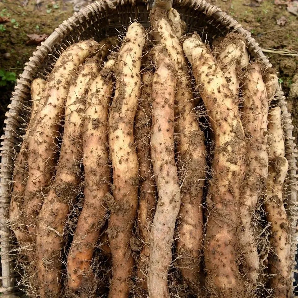 正宗恩施利川高山石板岭山药农家种植山药煲汤炖肉煮粥粉面营养