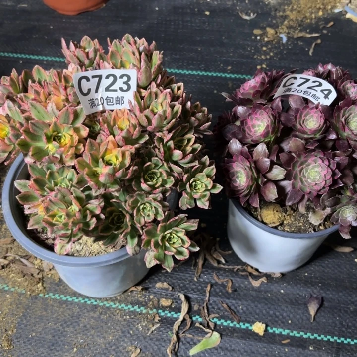 木*瑞妈一物一拍723.724