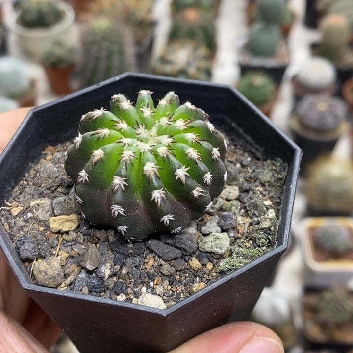 实生猫爪奇特球特价