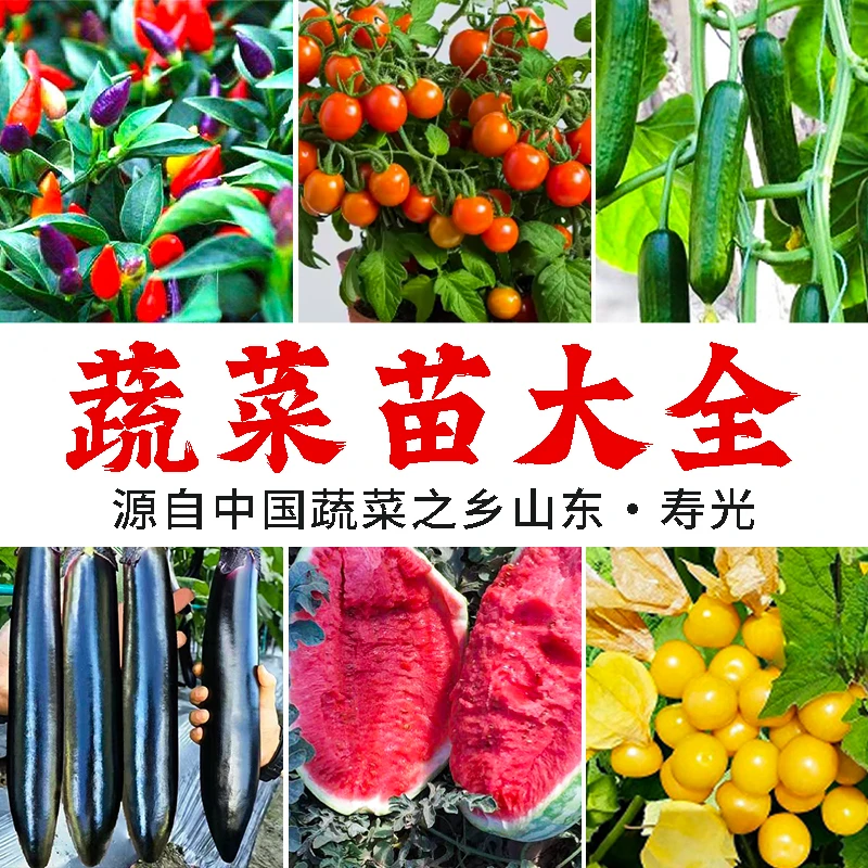寿光蔬菜苗大全各种蔬菜苗番茄辣椒茄子苗品质苗四季盆栽苗基地苗