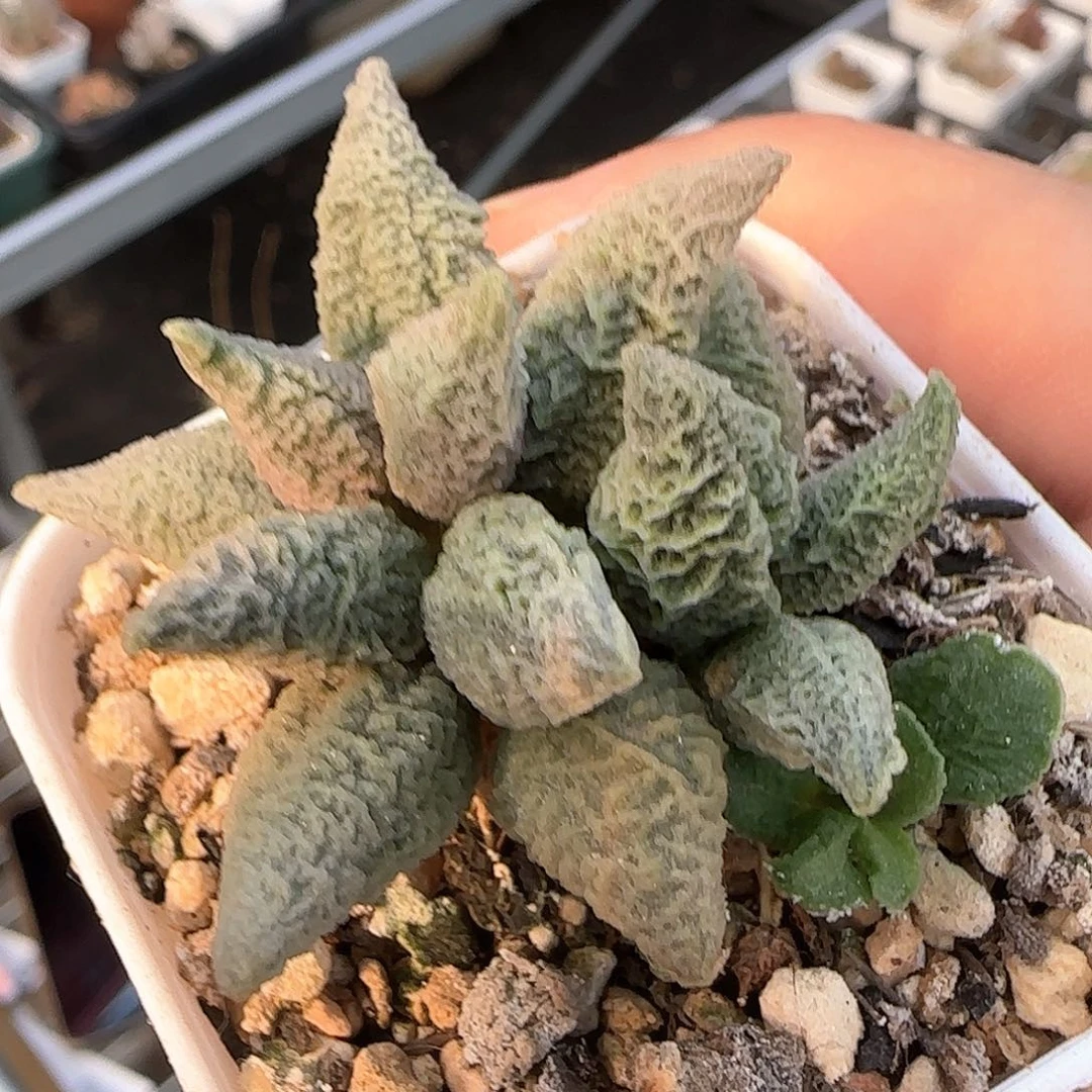 融化纹冰淇淋水泡多肉