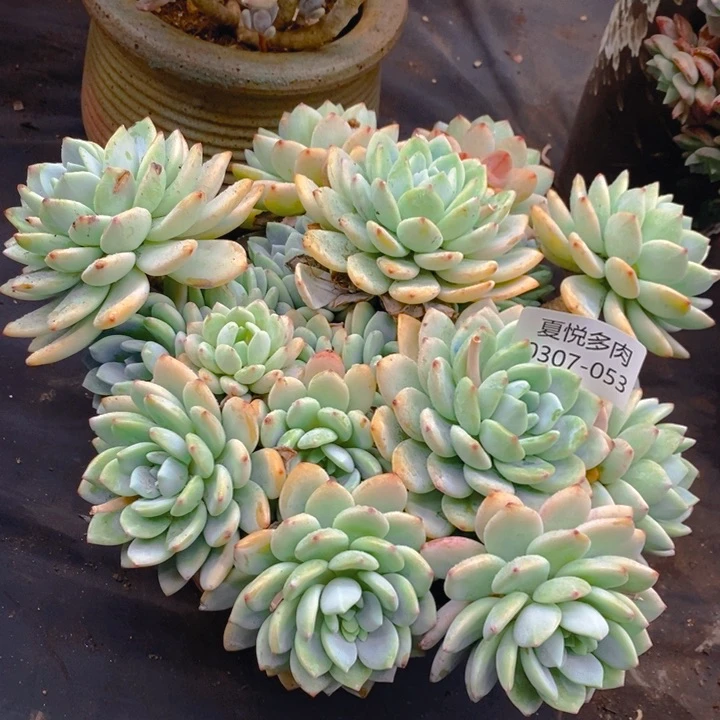 夏悦多肉0307-53冷香