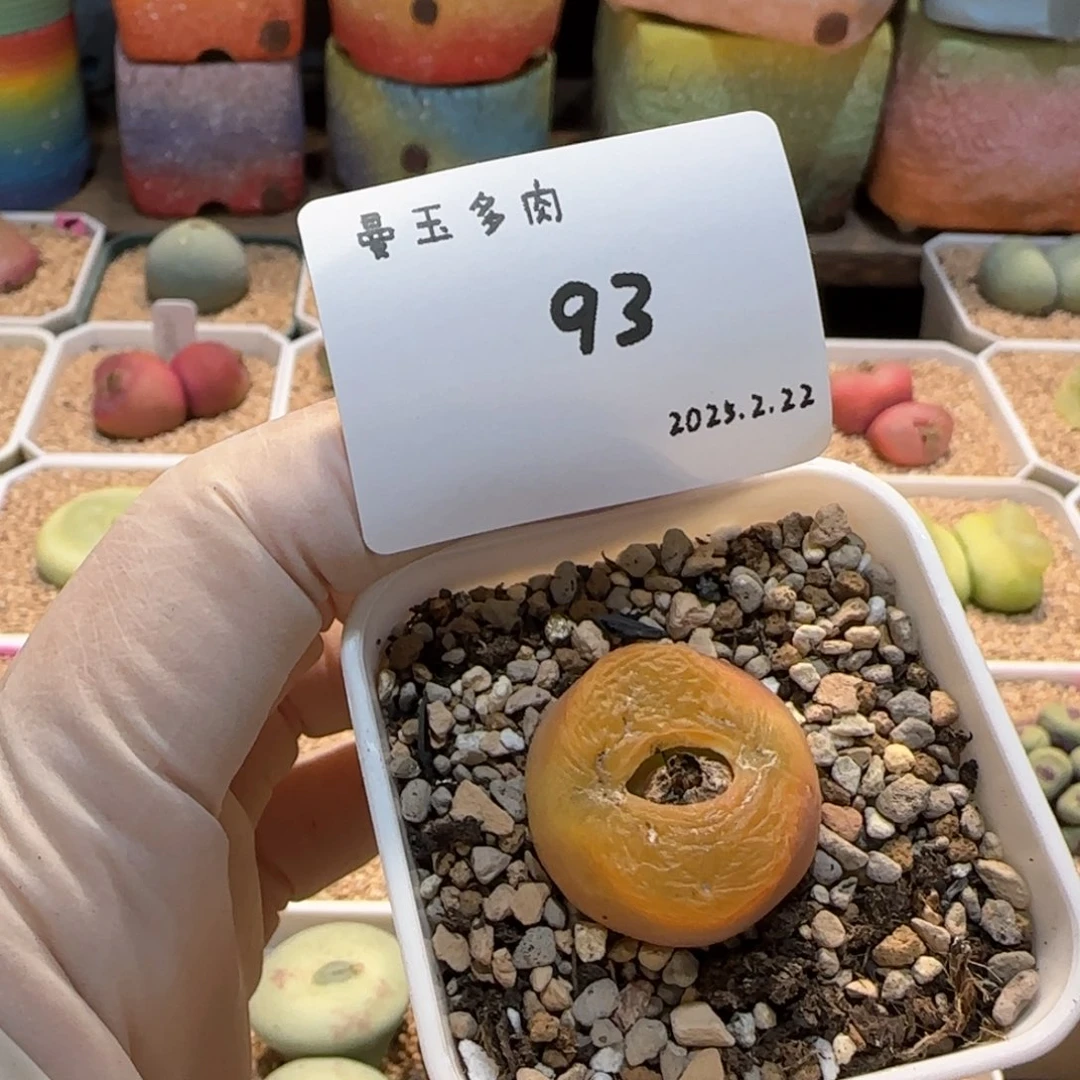 多肉多肉多肉2.22-093蟠桃1801