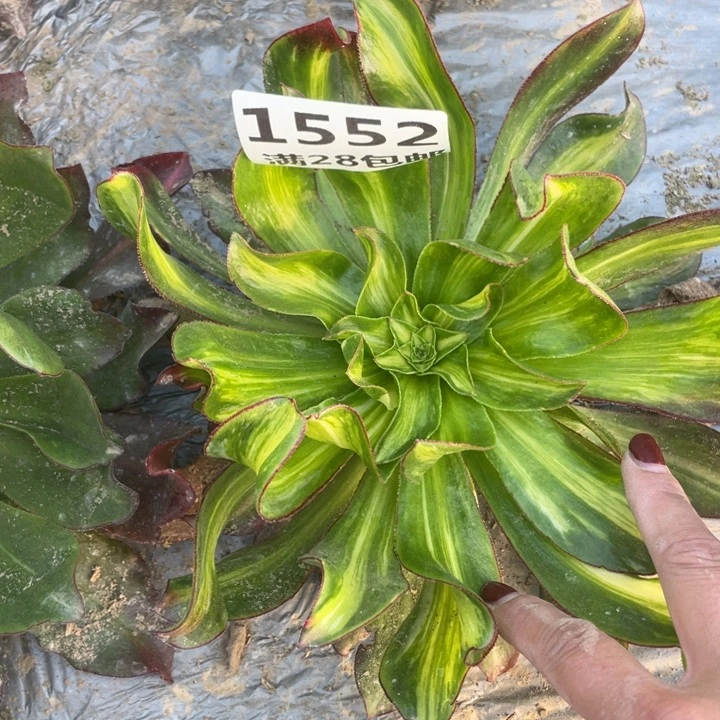 1552二号棚魅影七彩A