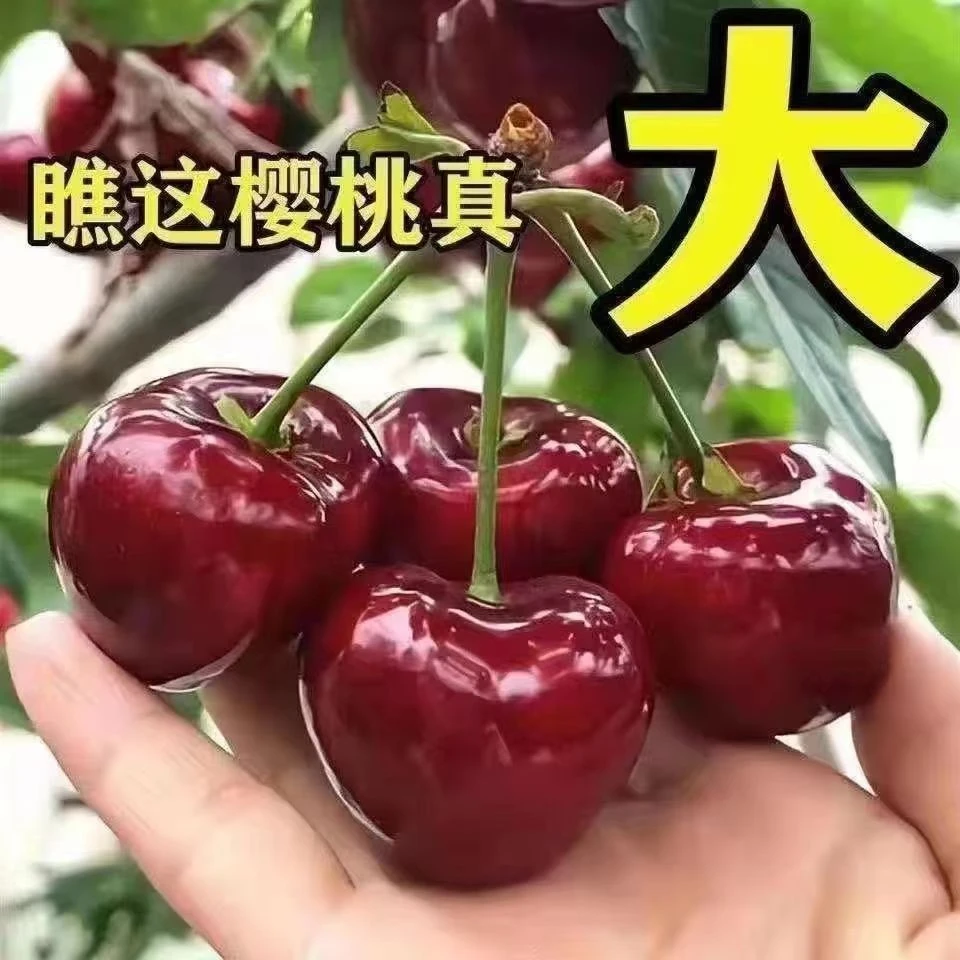 【车厘子树苗】车厘子大樱桃树苗南方北方种植阳台庭院