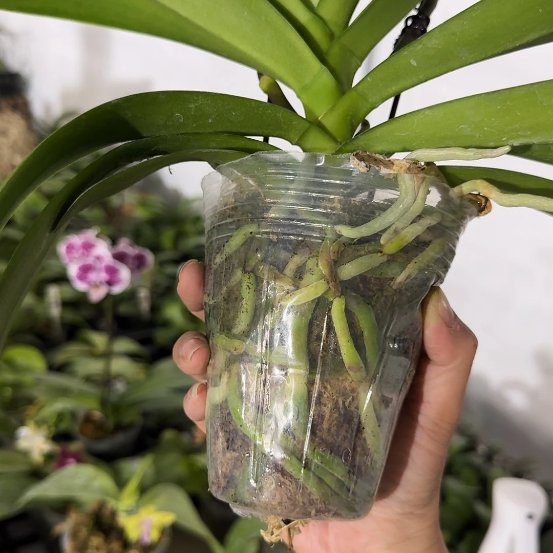 完全开放张蝴蝶兰