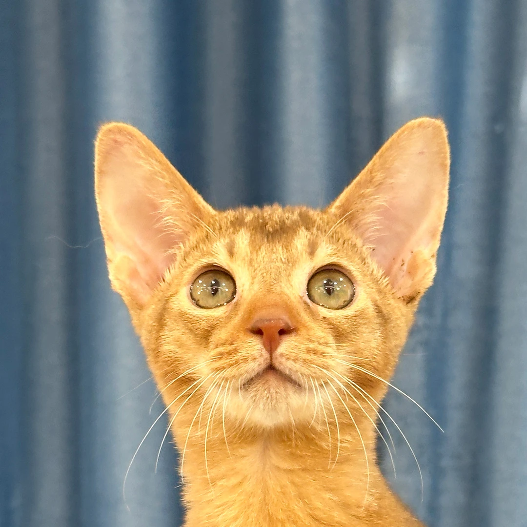 来了姊妹-红色阿比-弟弟-32