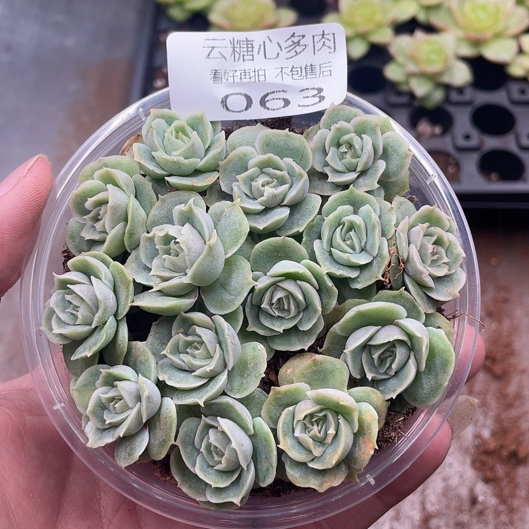 云糖心多肉植物63