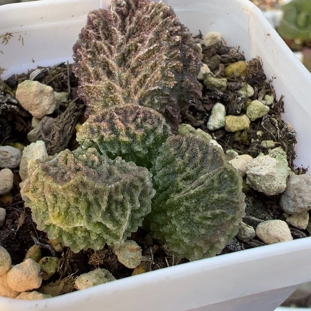 狂野纹路实生新品大苗多肉植物