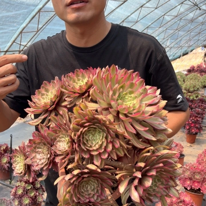 精品黄花梨好看好养