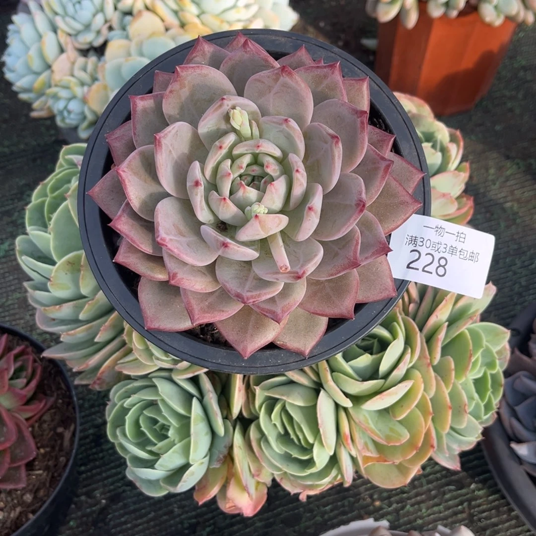 是***呀228夜魔侠多肉植物……