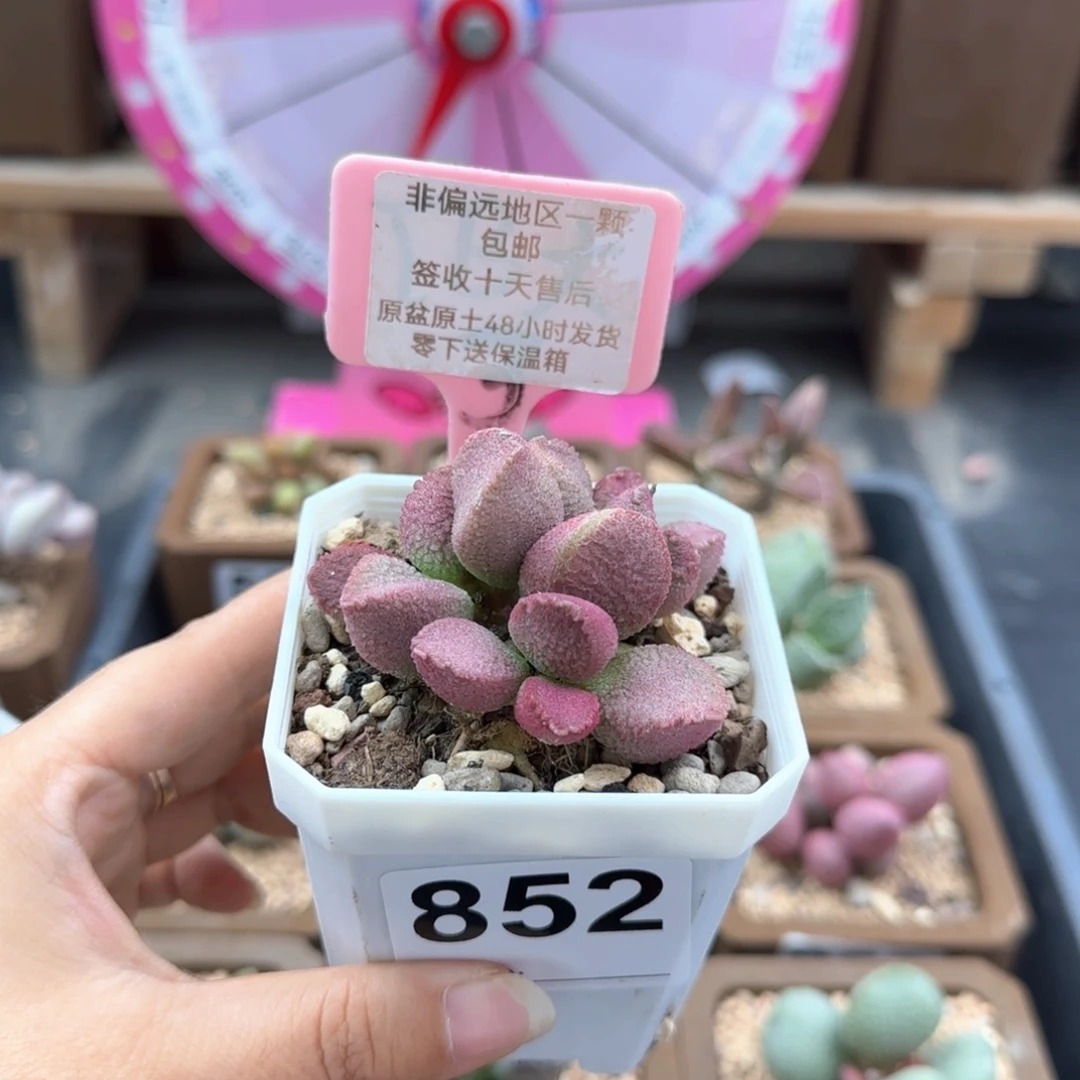 亦*852赛猪肝多肉植物