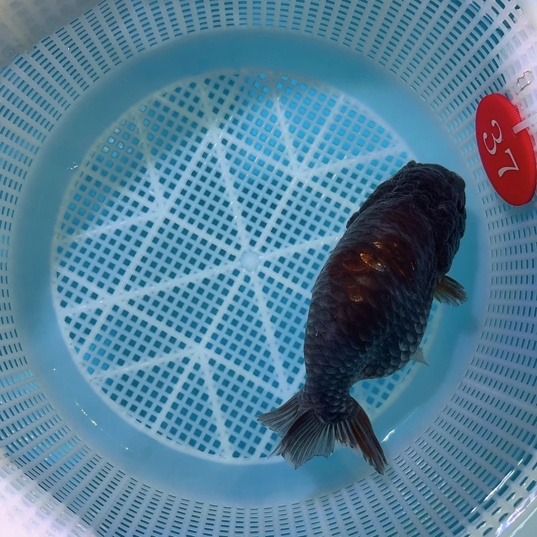 海水鱼兰寿金鱼 安徽鱼油