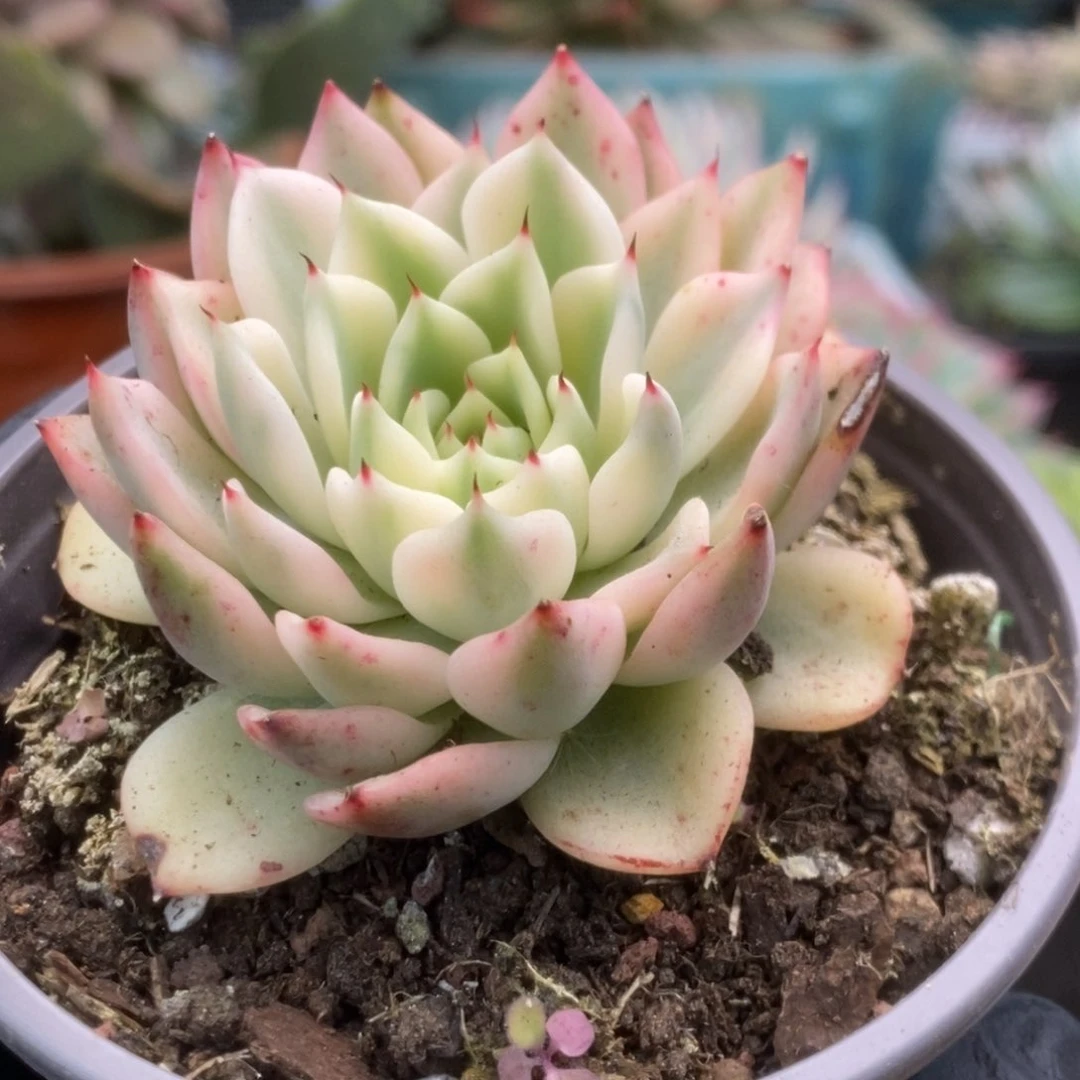 001吉尔巴玫瑰锦锦锦锦锦锦