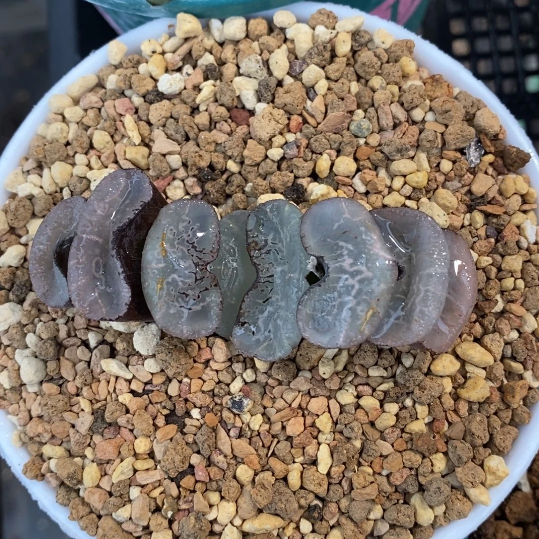 一颗宽叶浮躁玉扇。