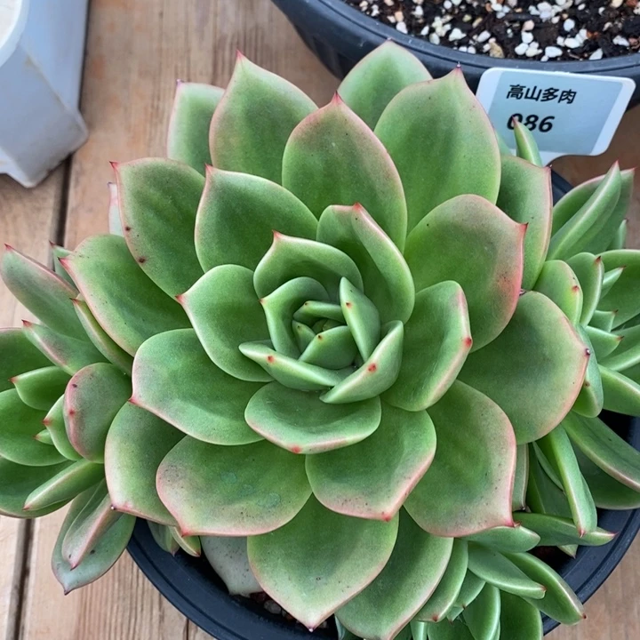 D086- 直播福利 翠鸟