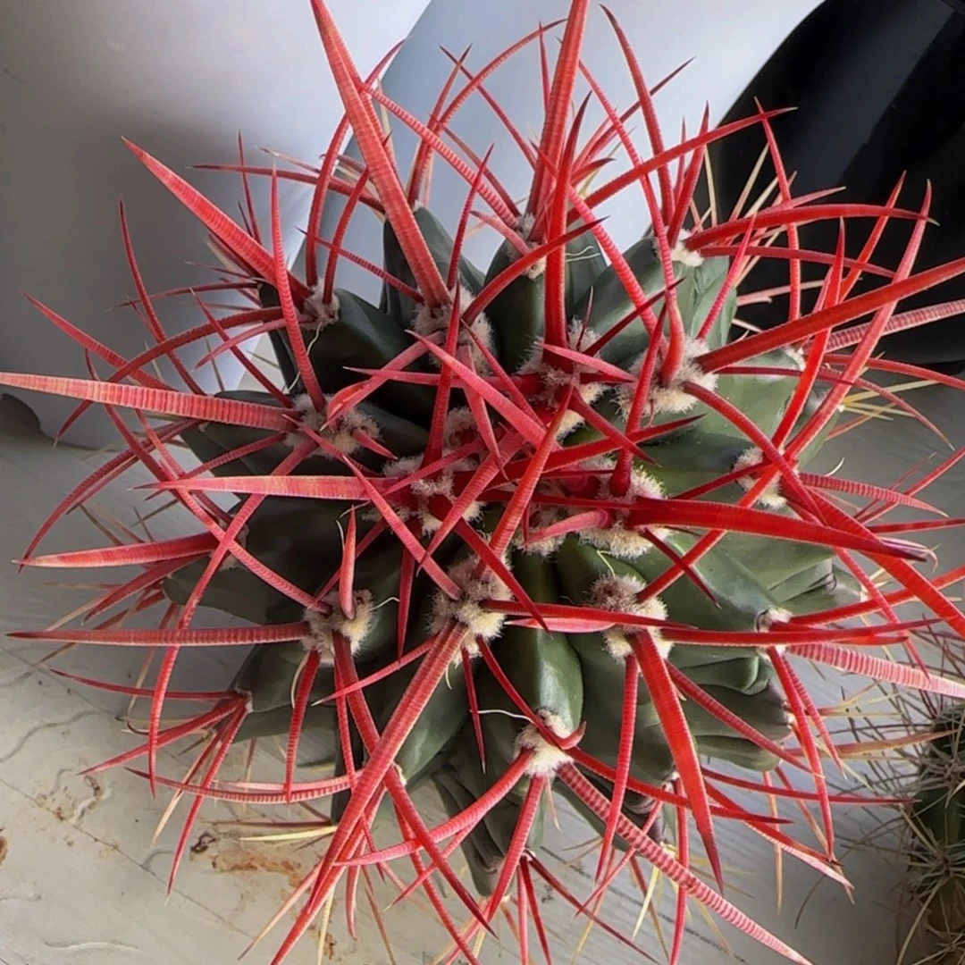 狂刺精品红琥打大福利