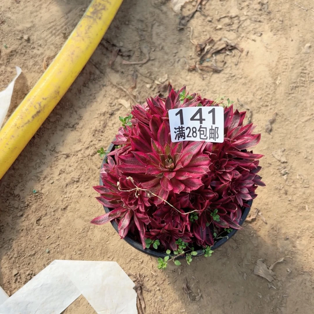 141凤凰超白多肉1111111