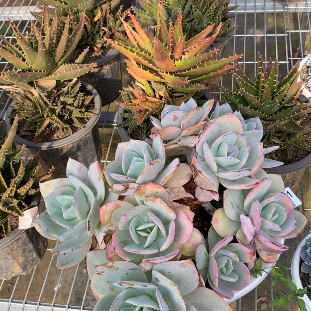 021白凤多头一物一拍