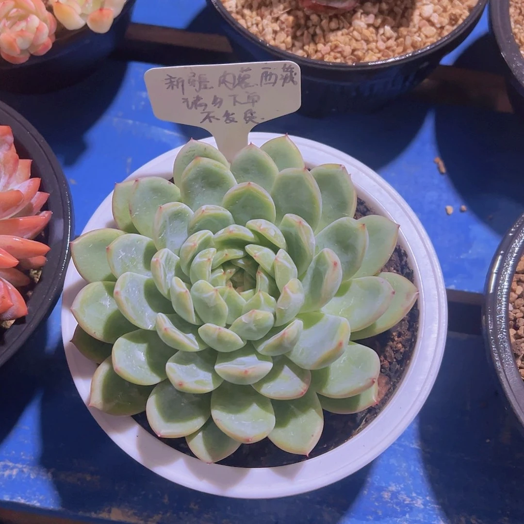 雪花珍妮，带盆带土发货，