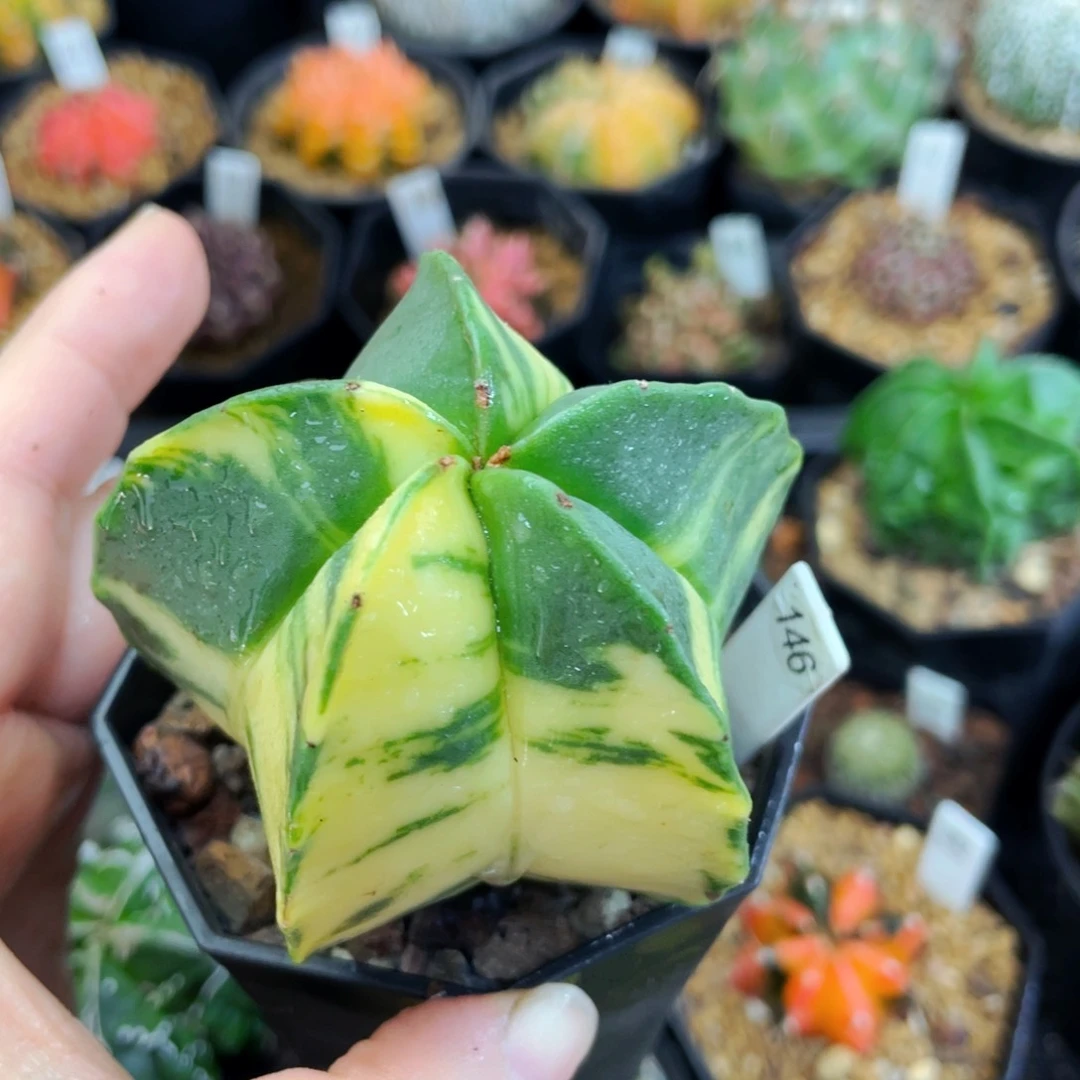 微瑕疵盆5公分满25包邮裸根发货