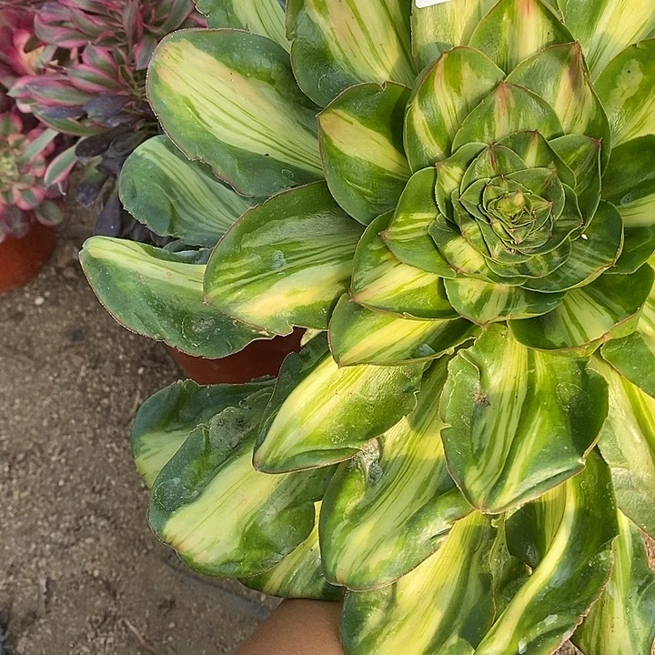 多肉植物燕姿中班399多肉