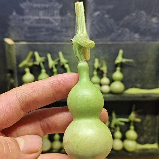 V***a天津嘴儿咕噜咕噜