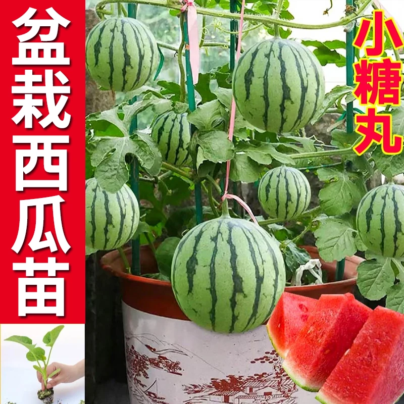 【宠粉福利】小糖丸盆栽小西瓜苗高产特大懒汉西瓜秧苗早熟香甜超甜