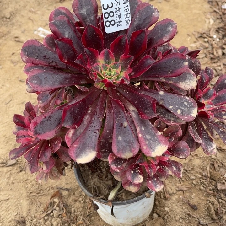 388美杜莎大手捧不正1