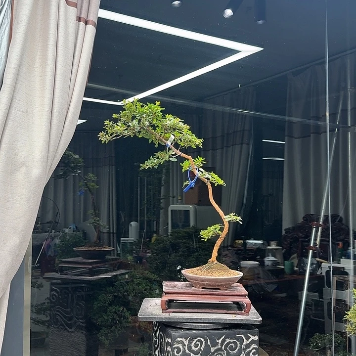 热***哥无花朵花卉苗木花卉苗木