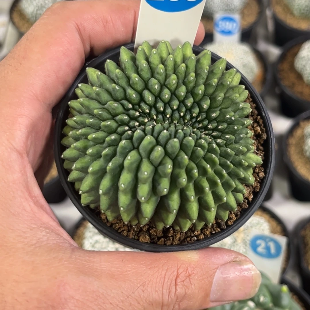 255实生泰系貘带盆带土