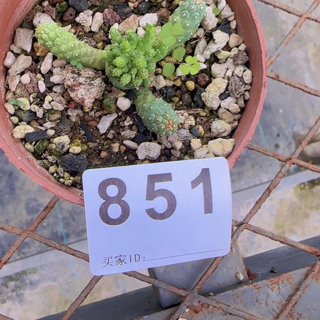 【闪购商品】深***游块根植物