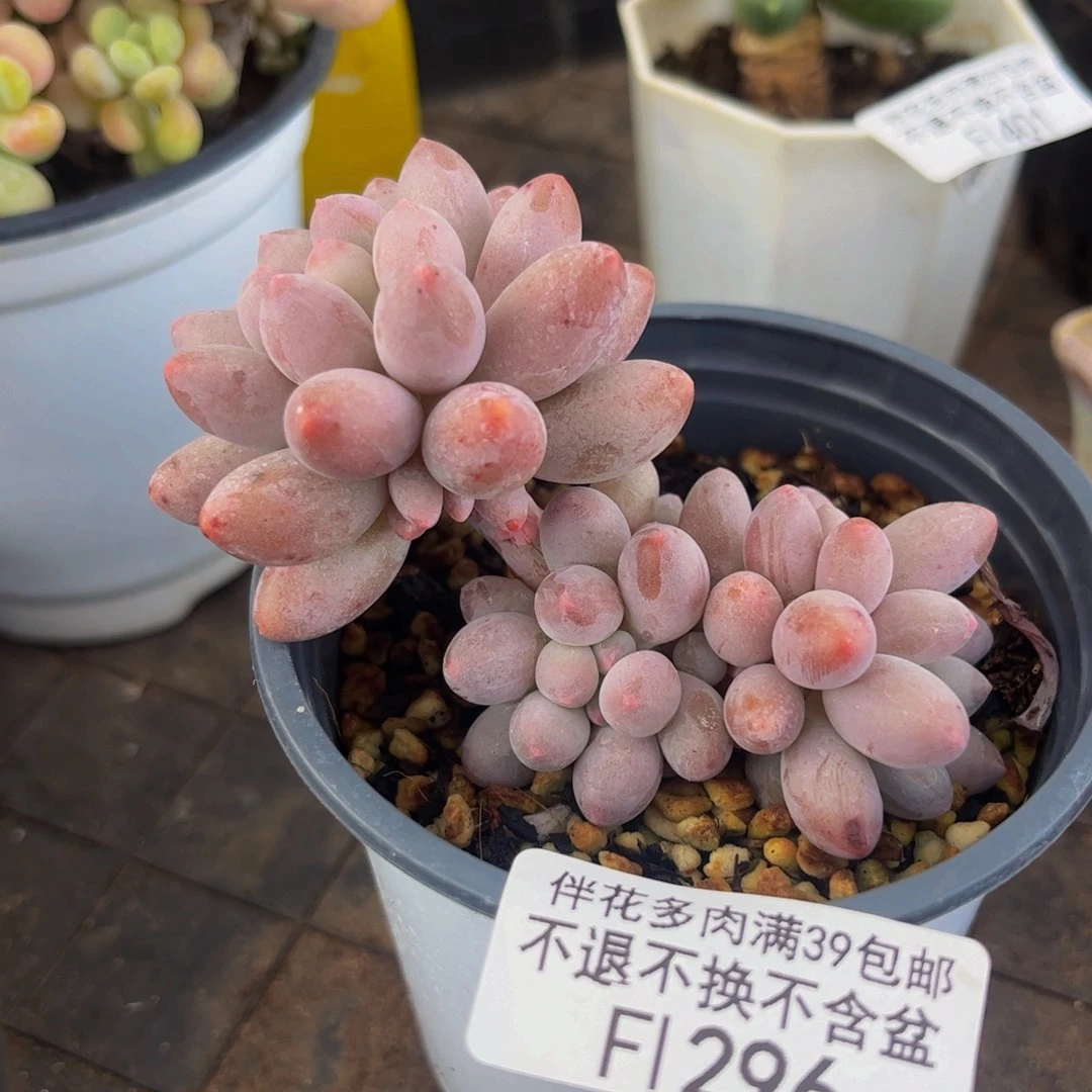 396-香水手指奶酪多肉7cm