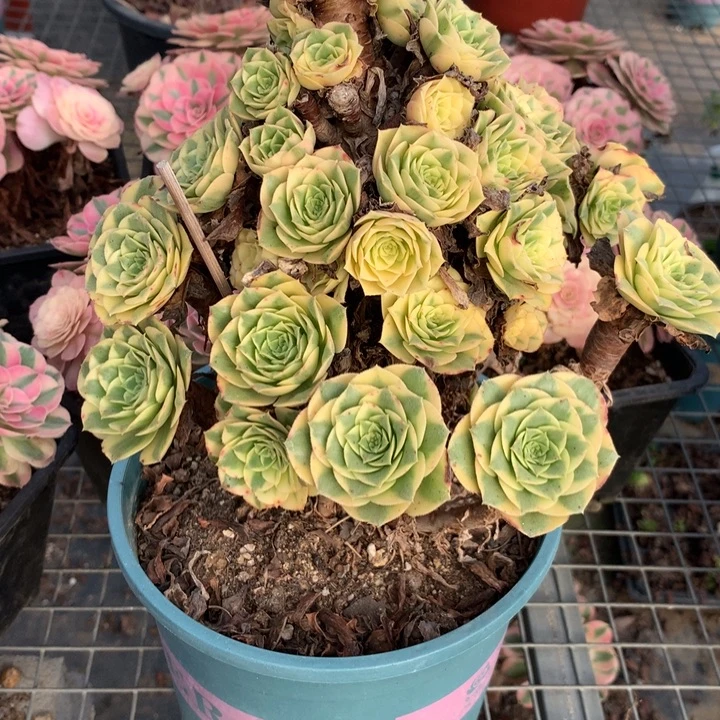 454金丝雀滴多肉植物