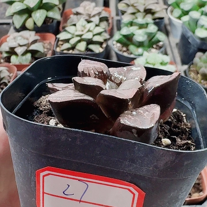 无花朵十二卷。 实生特选 福利