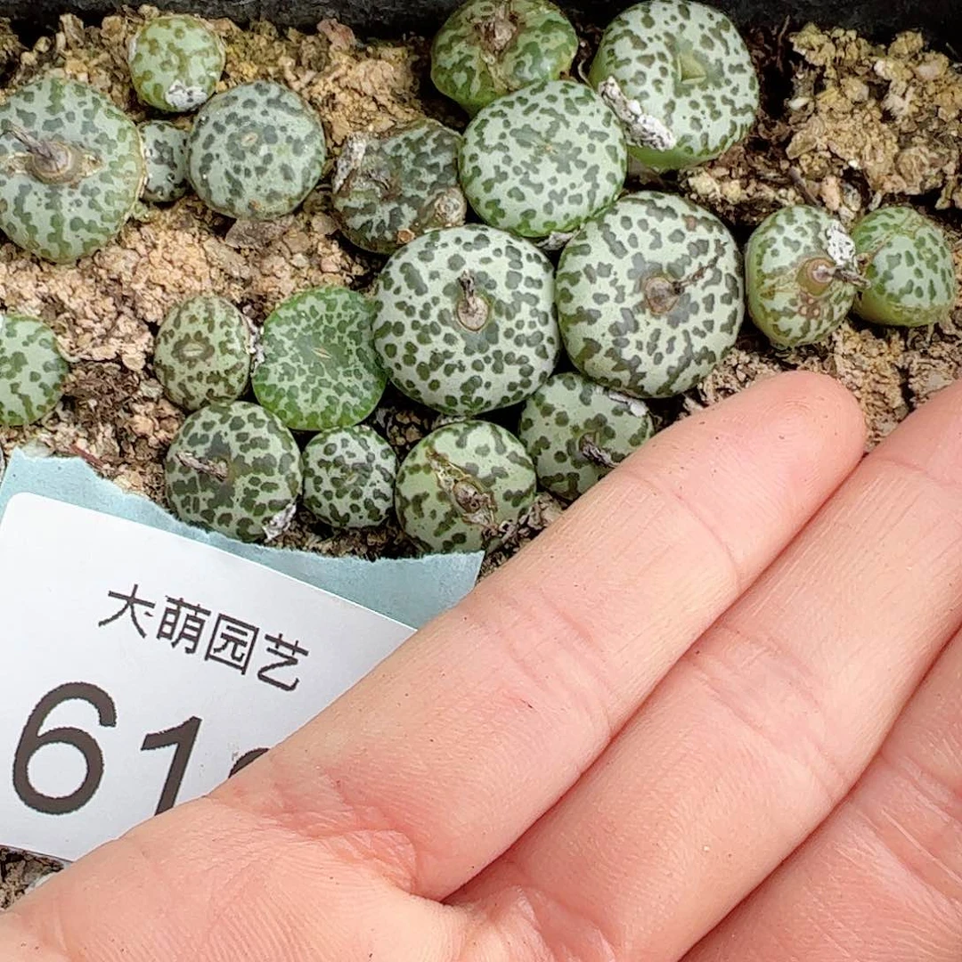 0000619量拍泡泡安贞10颗